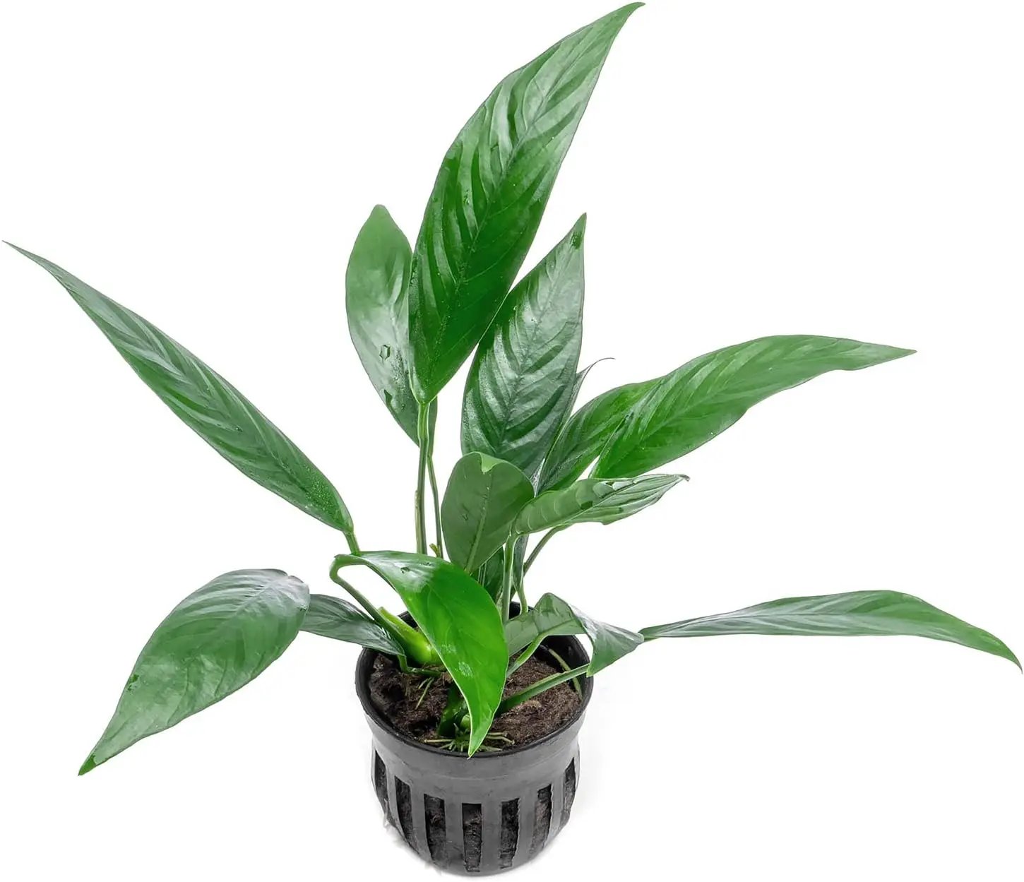 Anubias Live Aquarium Plants - Potted Freshwater Plant for Fish Tanks, Terrariums - Beginner Friendly Low Light (Glabra, 3 Pots) by GreenHaven Gardens