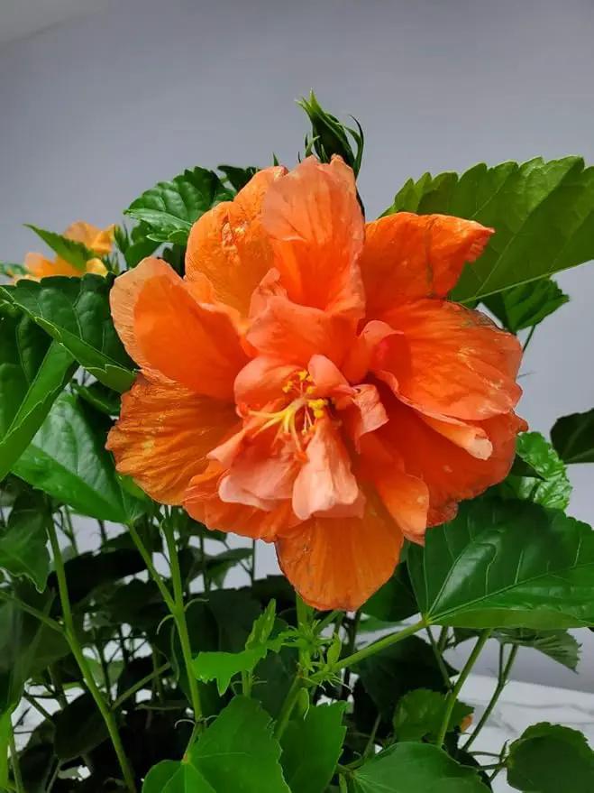 Hibiscus Bush - Double Peach Flowering Plant Live - Overall Height 26" to 28" - Tropical Plants of Florida (Plant Only) by GreenHaven Gardens