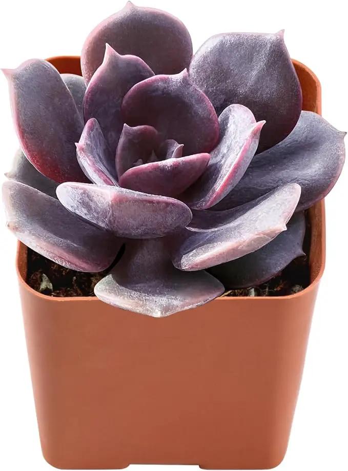 Live Succulent Echeveria Red Robe, Approx 2-inch Large, Potted Succulents, Fully Rooted, Easy Care House Plants by GreenHaven Gardens