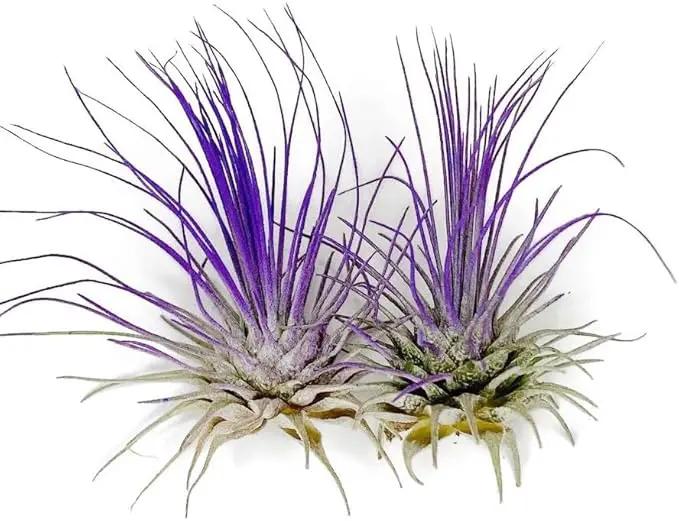 Thin Air Plant, Guatemala Tillandsia Live Airplant, Healthy Arrival Guaranteed, Great Indoor Plant, Home Decor & Gift (2 Purple) by GreenHaven Gardens