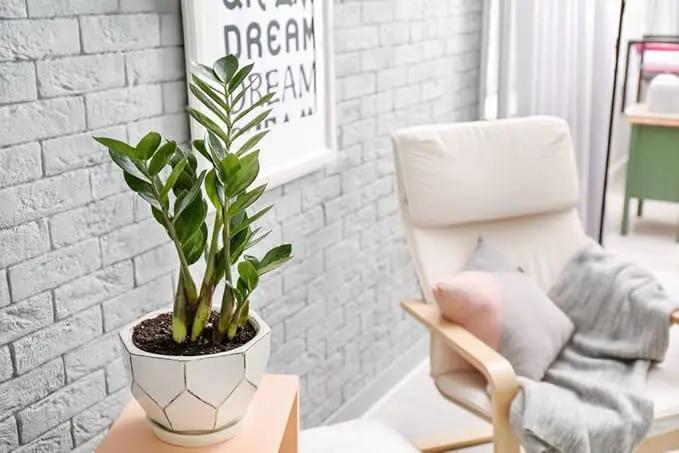 Premium Zamioculcas Plant Soil Mix by Gardenera - Stimulate Growth and Elevate Elegance with Nourishing Formula - 5 Quart by GreenHaven Gardens
