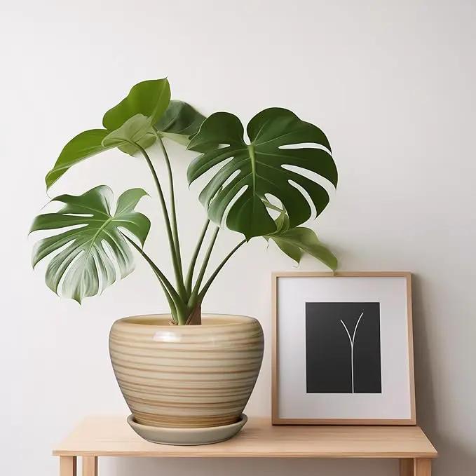 6 Inch Plant Pot Ceramic - Decorative Planter for Indoor Plants Succulent Pot with Drainage Hole and Saucer Round Planter Outdoor Flower Pot for House Patio Yellow by GreenHaven Gardens