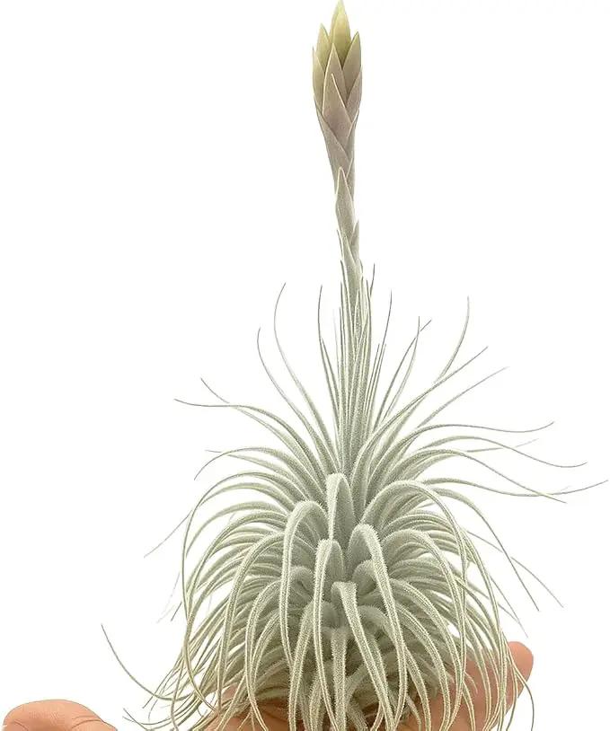 Live air Plant - Tillandsia Tectorum Air Plant 4-6" – 5ct – Unique Shape with Silvery Fuzz – Low Maintenance Houseplant – Perfect for Decor, Terrariums, Gifts - Live Arrival Guaranteed by GreenHaven Gardens