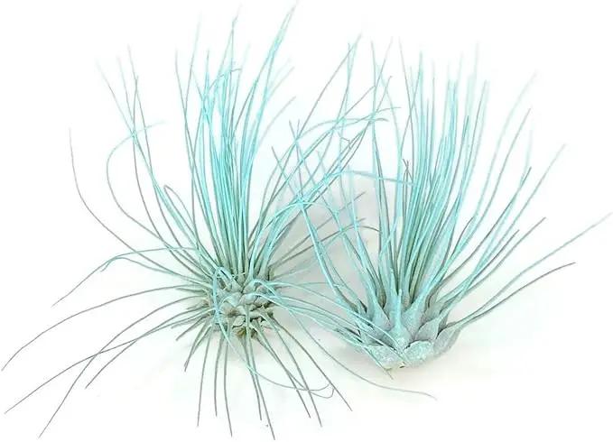 Thin Air Plant, Guatemala Tillandsia Live Airplant, Healthy Arrival Guaranteed, Great Indoor Plant, Home Decor & Gift (Jade) by GreenHaven Gardens