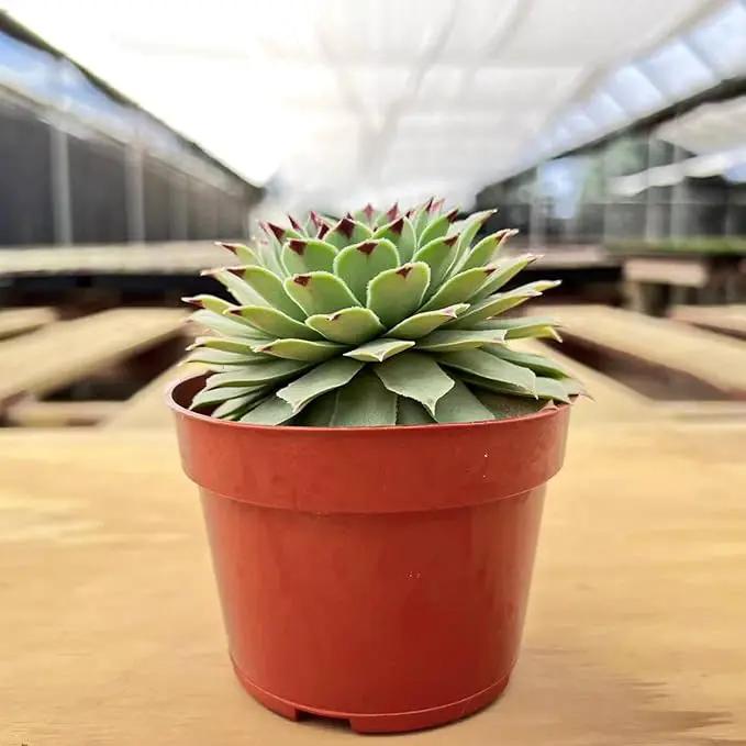 4-inch Succulent Sempervivum calcareum, Live Succulents Plants Fully Rooted in Pots with Soil, Easy-Care House Plants for DIY, Home Office Decoration by GreenHaven Gardens