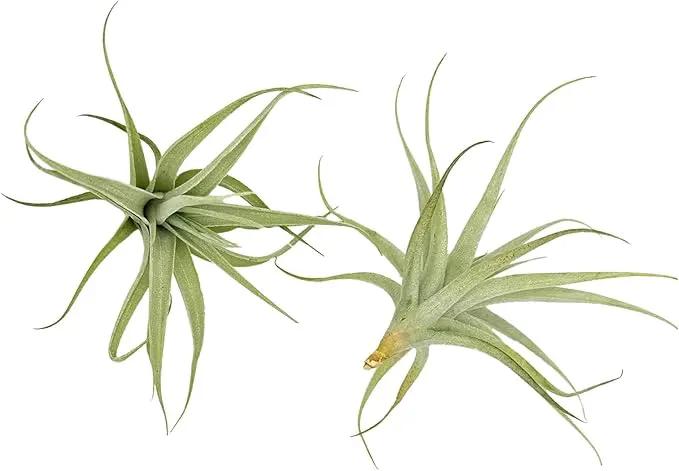 Live Air Plants - Tillandsia Albida 3-5" - 2ct – ragnaroc Live Indoor Plant - Live Arrival Guaranteed - House Plants for Home Decor & Gift by GreenHaven Gardens