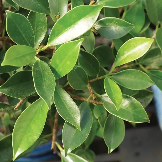 Brussel's Bonsai Live Golden Gate Ficus Indoor Bonsai Tree - Small, 4 Years Old, 5 to 8 In - Live Bonsai Tree in Ceramic Bonsai Pot with Humidity Tray by GreenHaven Gardens