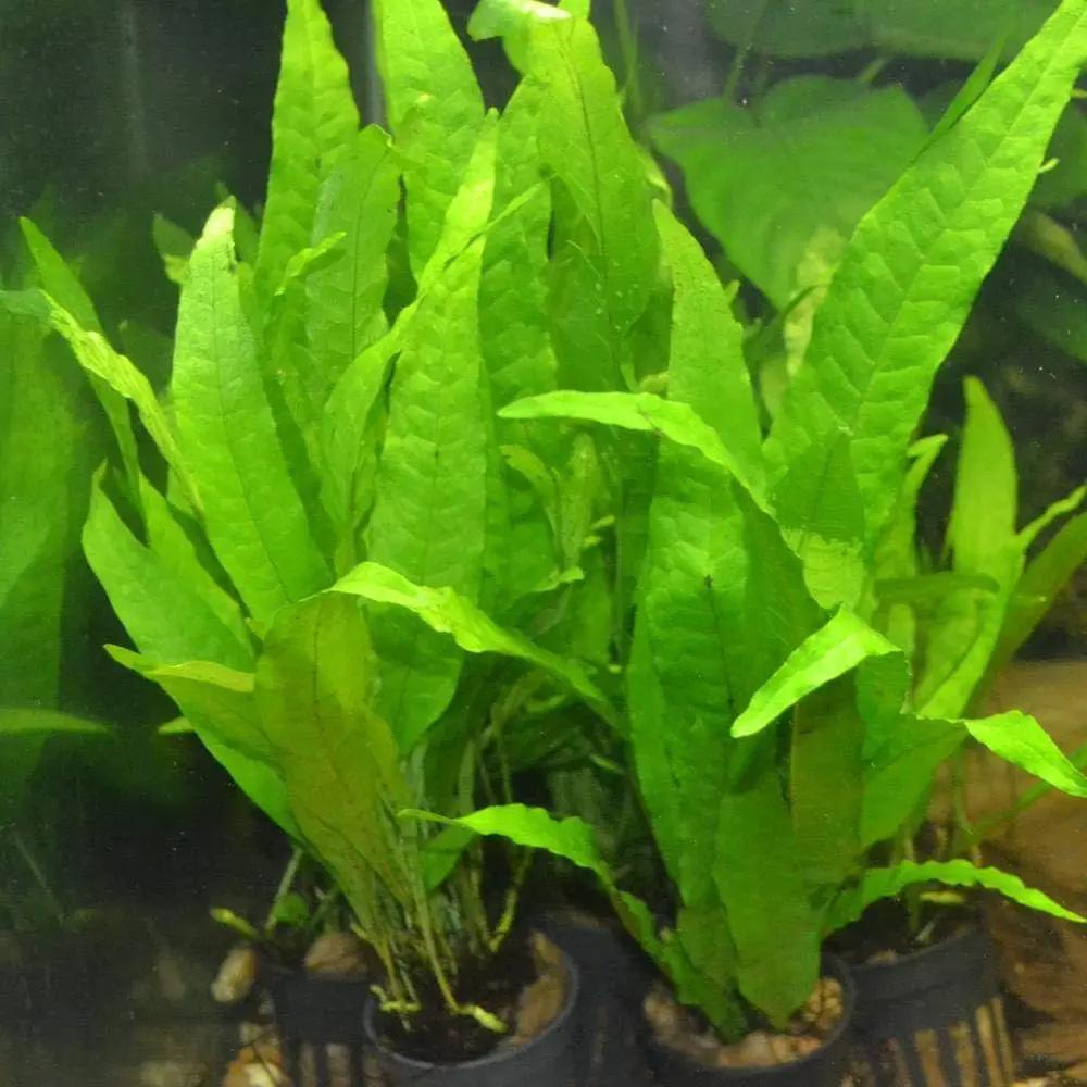 3 Aquatic Plants Bundle | Live Plants for Freshwater Aquariums (3 X Microsorum Java Fern Plants) by GreenHaven Gardens