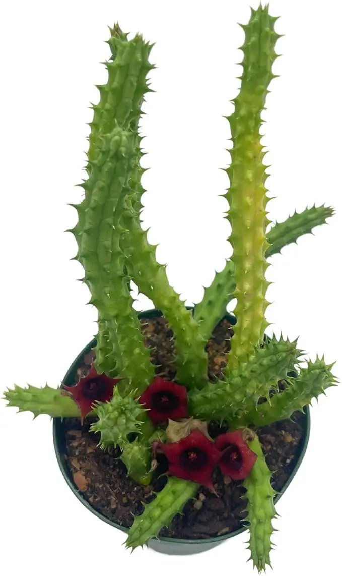 BubbleBlooms Huernia Red Dragon Stapelia Cactus/Huernia penzigii, in 4 inch Pot by GreenHaven Gardens
