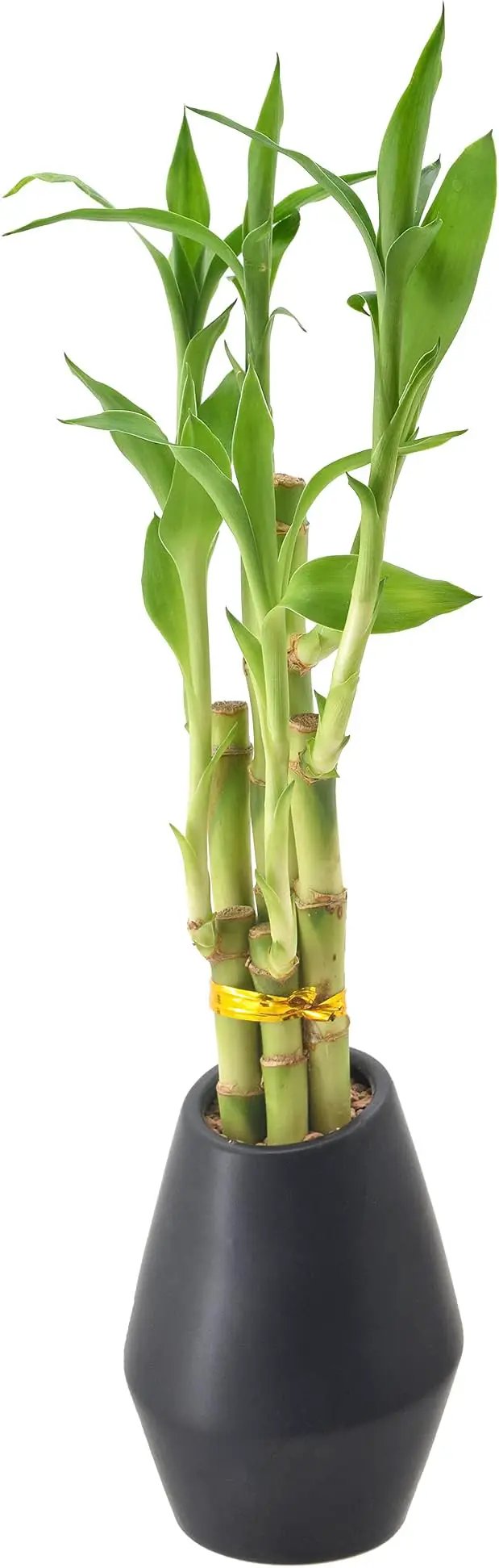 Arcadia Garden Products 5-Stem Lucky Bamboo, Live Indoor Plant in Dimension II Ceramic Planter for Home, Work, or Gift, Black ***Cannot Ship to Hawaii*** by GreenHaven Gardens