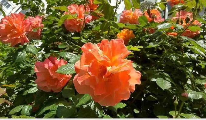100pcs Pink Climbing Rose Vine Seeds - Amazing Growth and Beautiful Roses - Perennial Heirloom Non-GMO Outdoor by GreenHaven Gardens