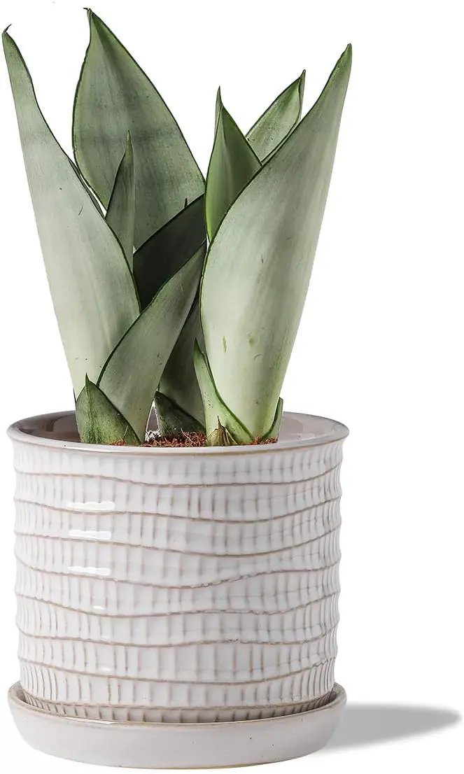 5.8 Inch Plant Pot: Ceramic Planter with Drainage Hole & Saucer - Cream White Flowerpot for Indoor & Outdoor Plants - with Separate Tray for Home & Office - Wave Embossed Design by GreenHaven Gardens