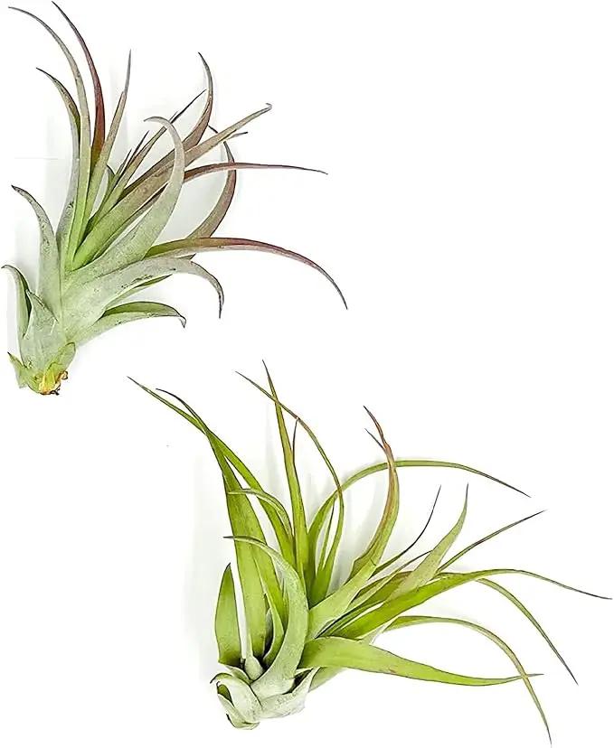 Air Plants - Tillandsia Brachycaulos Multiflora, Jumbo 5-7" - 2 ct - Live Arrival Guaranteed - House Plants for Home Decor & Gift by GreenHaven Gardens
