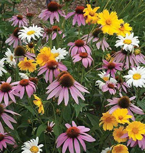 Non GMO Bulk All Perennial Wildflower Seed Mix (1/2 Lb) 188,000 Seeds by GreenHaven Gardens