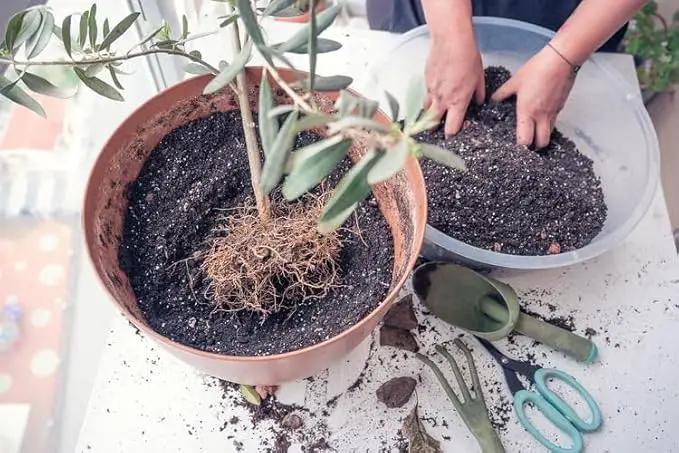 Premium Olive Tree Potting Mix - Perfect Balance of Air, Moisture, and Nutrients - 1 Quart by GreenHaven Gardens