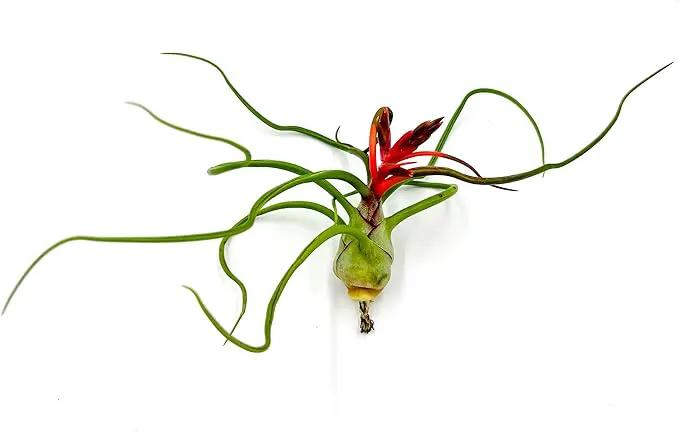 Air Plants - Flowering Tillandsia Bulbosa Belize, Giant 7-9" - 2ct - Live Arrival Guaranteed - House Plants for Home Decor & Gift by GreenHaven Gardens