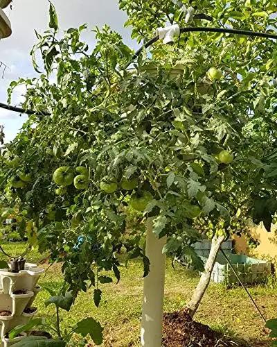Mr. Stacky Smart Farm - Automatic Self Watering Garden - Grow Fresh Healthy Food Virtually Anywhere Year Round - Soil or Hydroponic Vertical Tower Gardening System (Standard Kit, Black) by GreenHaven Gardens