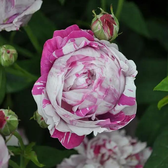 Heirloom Roses Rose Bush - Variegata di Bologna Live Purple Plant for Outdoor Planting by GreenHaven Gardens