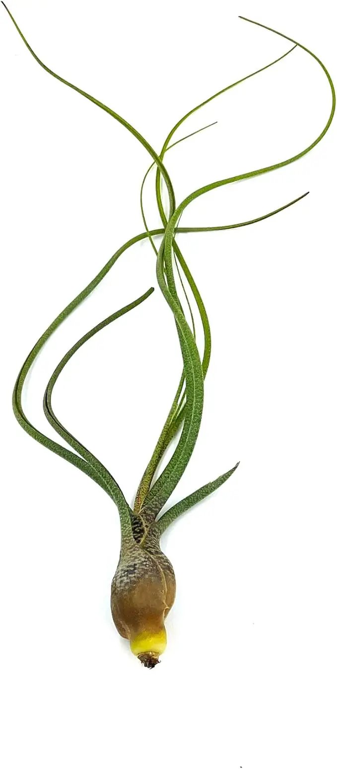Live Air Plants - Tillandsia Butzii, Jumbo 7-9" - 1ct - Live Arrival Guaranteed - House Plants for Home Decor & Gift by GreenHaven Gardens