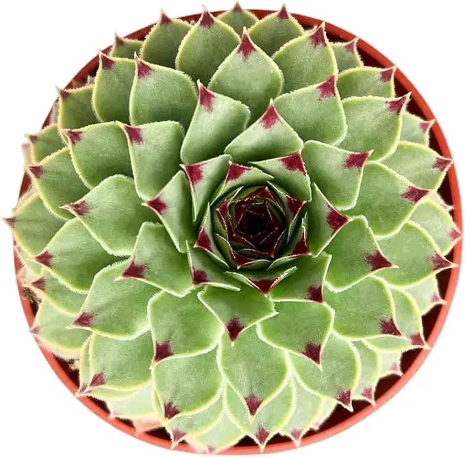 4-inch Succulent Sempervivum calcareum, Live Succulents Plants Fully Rooted in Pots with Soil, Easy-Care House Plants for DIY, Home Office Decoration by GreenHaven Gardens