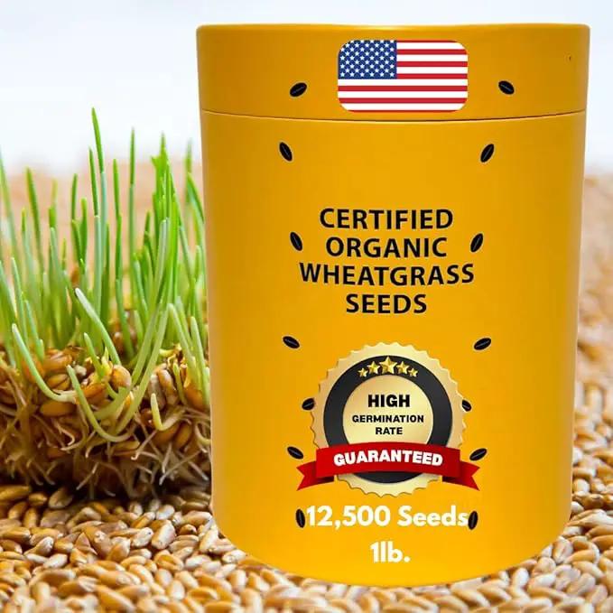 Certified Organic Wheatgrass Seeds – 12,500+ Non-GMO USDA Cat Grass Seeds in Food-Grade Container with Lid for Easy Scooping & Freshness by GreenHaven Gardens