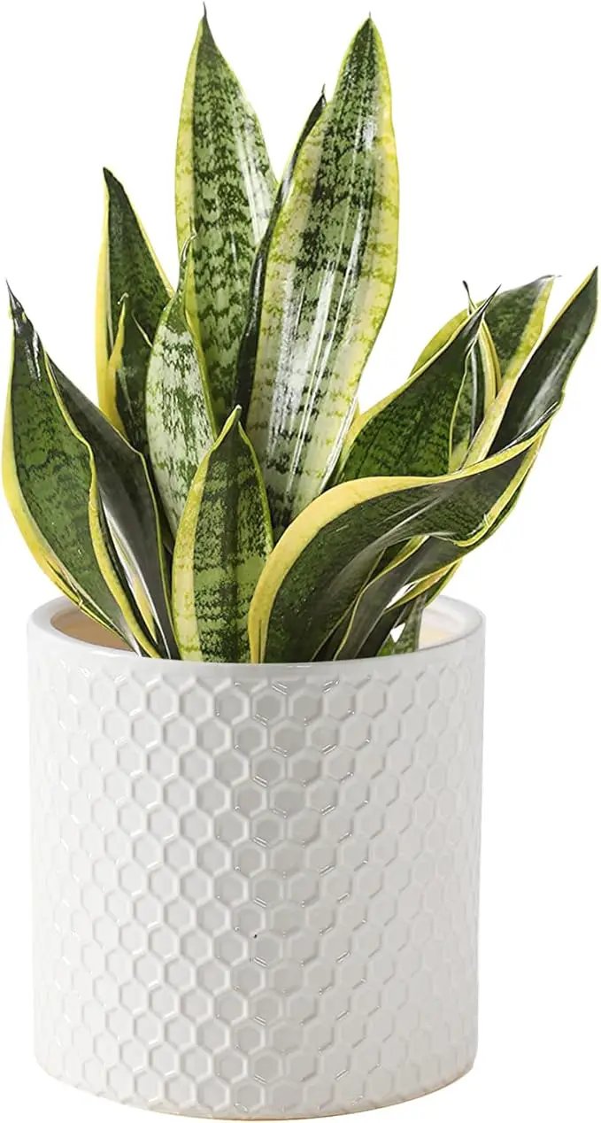 Docrin Ceramic Planters Indoor: 8 Inch Plant Pot with Drainage Holes for Home/Office - White Honeycomb by GreenHaven Gardens