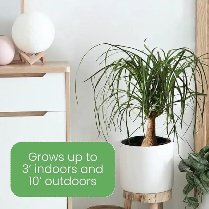 American Plant Exchange Ponytail Palm – 10-Inch Pot – Live Large Bonsai Plant, Pet Safe Indoor Tree, Easy Care Air Purifying Houseplant for Home, Office, or Gift Decor by GreenHaven Gardens