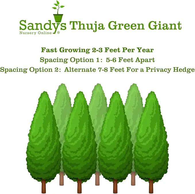 Thuja Green Giant Arborvitae Lot of 20, 3 Inch Pot by GreenHaven Gardens