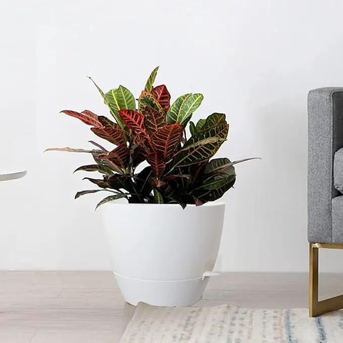 Large Self Watering Pots, 12/10/9 Plastic Planters with High Drainage Holes and Deep Reservoir for Indoor Outdoor Garden Plants and Flowers, White by GreenHaven Gardens