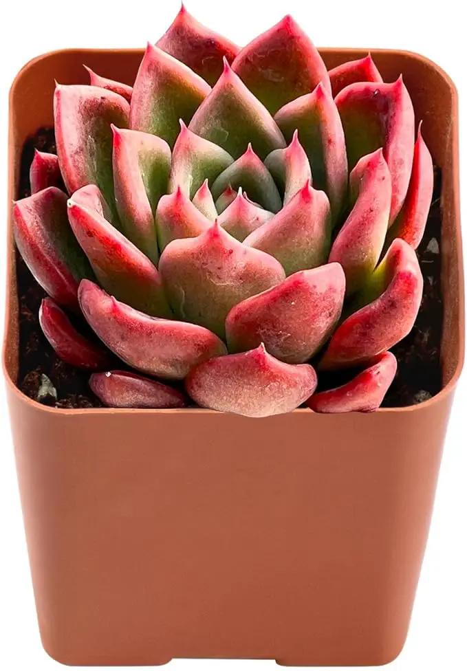 Live Succulent Echeveria Agavoides 'Calistos', Approx 2-inch Large, Potted Succulents, Fully Rooted, Easy Care House Plants by GreenHaven Gardens