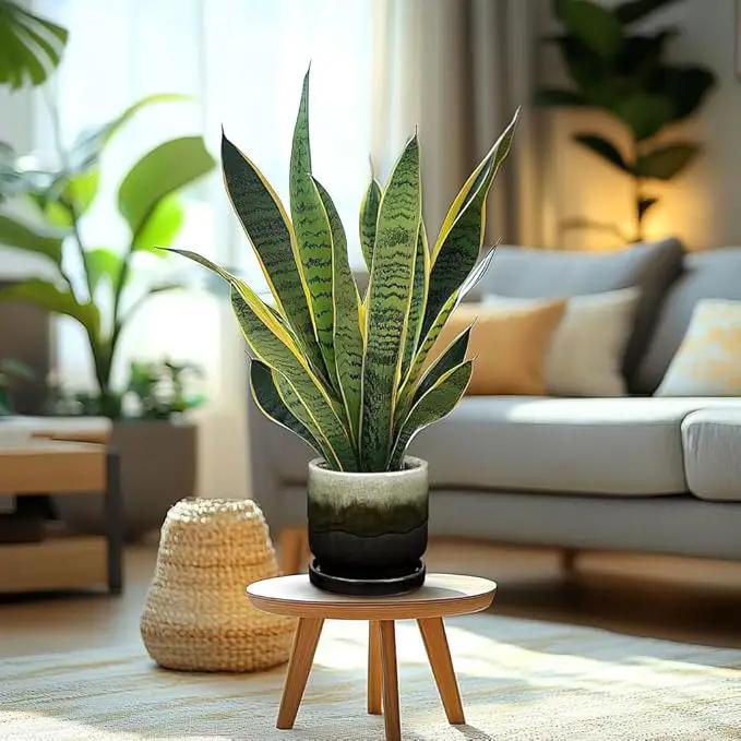 Oairse Ceramic Pot for Plants - 5.5 inch Small Planter with Drainage Hole and Saucers - Gradient Black Outdoor Indoor Flower Pot for Succulent, Cactus, Snake Plant, Herb by GreenHaven Gardens