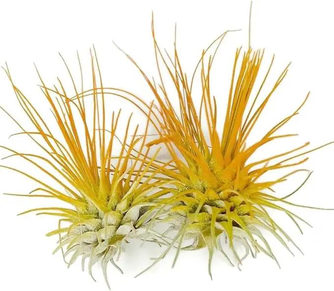 Thin Air Plant, Guatemala Tillandsia Live Airplant, Healthy Arrival Guaranteed, Great Indoor Plant, Home Decor & Gift (2 Orange) by GreenHaven Gardens