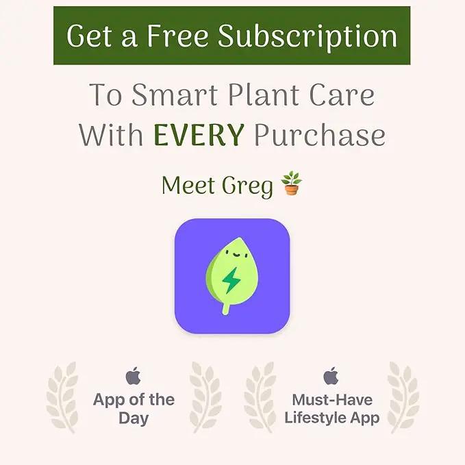American Plant Exchange Live Arbequina Olive Tree, Fruit Bearing, Plant Pot for Home and Garden Decor, 5-Inch Pot, 1.5 Ft Tall by GreenHaven Gardens