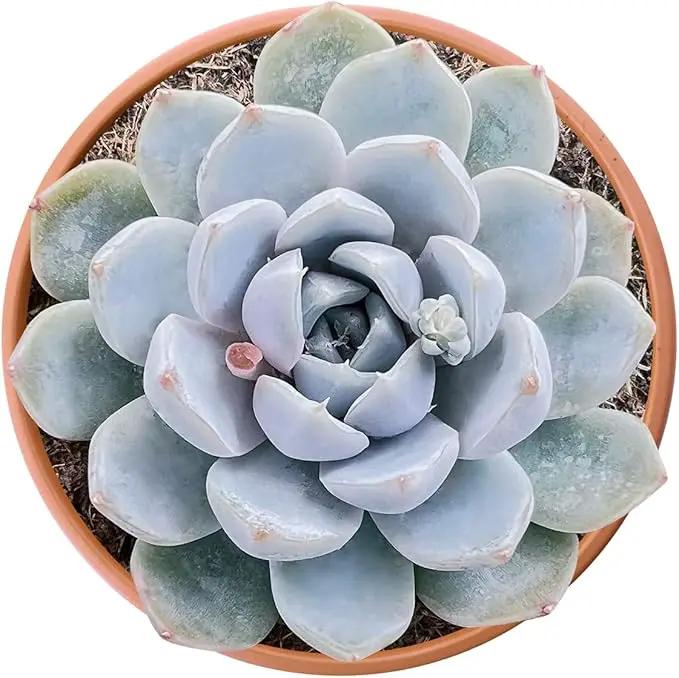 Live Succulents Echeveria Snow Bunny (4-inch), Succulent Plants Fully Rooted in Pots with Soil, Easy-Care House Plant for DIY, Home Office Decor, Wedding Party Favor by GreenHaven Gardens