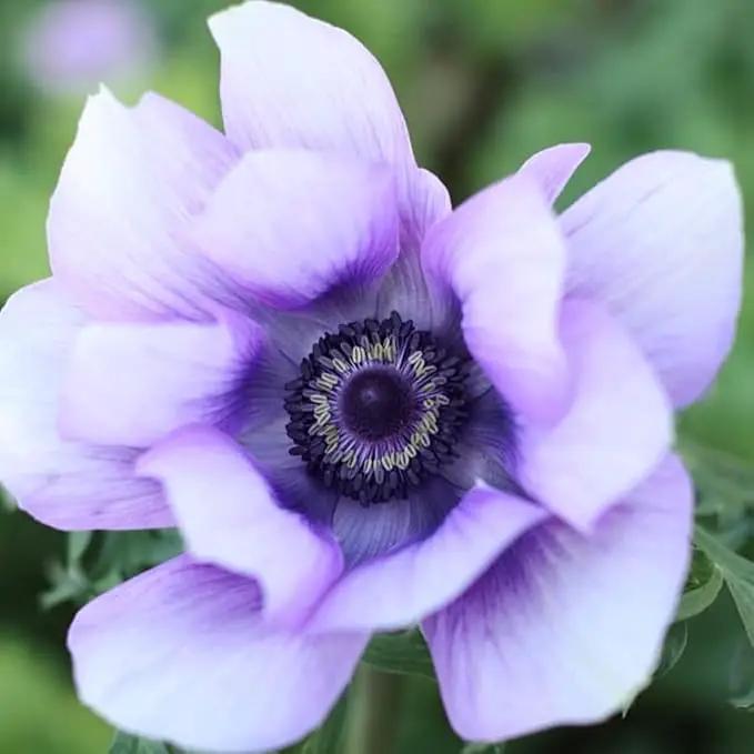Easy to Grow Anemone Italian Mistral Plus Azzurro - 10 Plant Bulbs, Lavender-Blue Flowers in Spring, Full Sun by GreenHaven Gardens