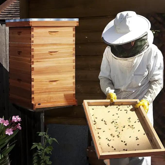 POLLIBEE 10 Frame Langstroth Beehive, Beeswax Coated Bee Hives for Bee Keeper,Beehive Include 2 Deep Bee Boxes and 1 Medium Bee Hive Box with Frame and Foundation(Unassembled) by GreenHaven Gardens
