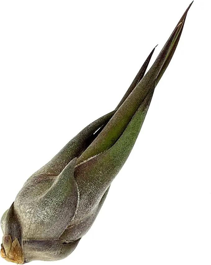 Air Plants - Tillandsia Seleriana, Large 4-6" - 1ct - Live Arrival Guaranteed - House Plants for Home Decor & Gift by GreenHaven Gardens