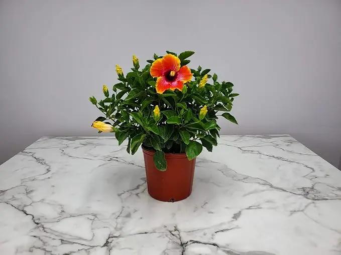 Hibiscus Bush - Fiesta Flower - Tropical Plants of Florida - Overall Height 22" to 26" (Plant Only) by GreenHaven Gardens