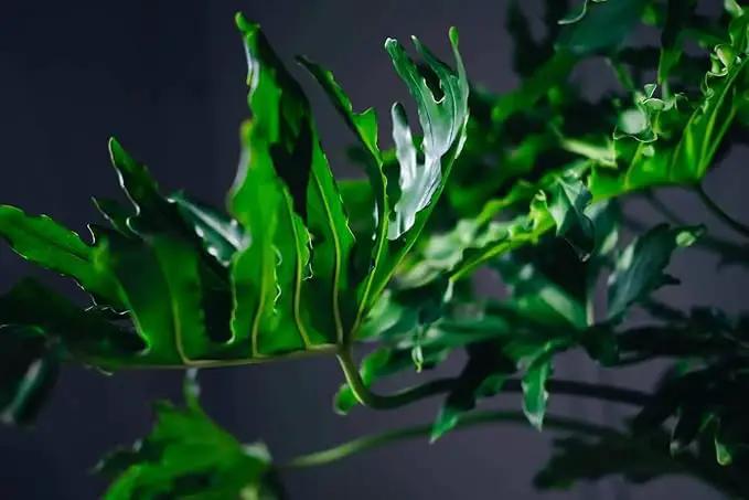 Premium Split Leaf Philodendron Potting Mix - Hand-Crafted with Optimal Nutrients for Healthy Growth - 1 Quart by GreenHaven Gardens