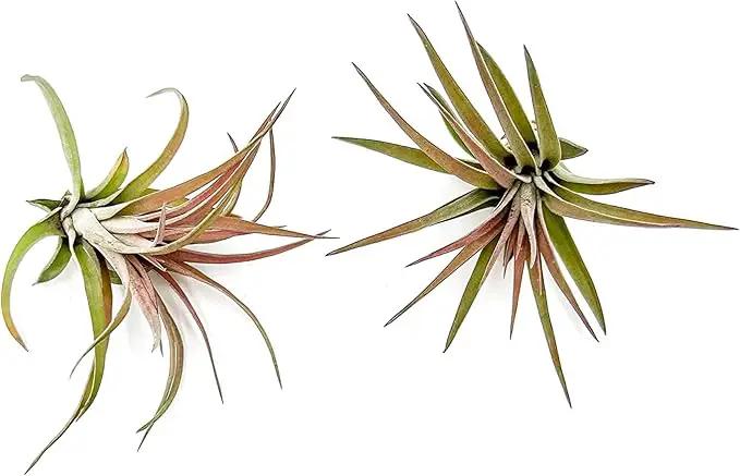 Air Plants - Tillandsia Brachycaulos Abdita, Large 4-6" - 2 ct - Live Arrival Guaranteed - House Plants for Home Decor & Gift by GreenHaven Gardens