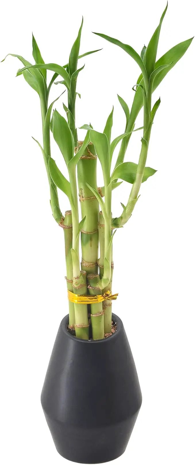 Arcadia Garden Products 5-Stem Lucky Bamboo, Live Indoor Plant in Dimension II Ceramic Planter for Home, Work, or Gift, Black ***Cannot Ship to Hawaii*** by GreenHaven Gardens