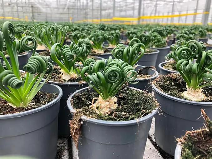 Premium Albuca Spiralis Potting Soil Mix - Perfect Balance of Nutrients, Drainage, and Aeration for Thriving Blooms - 20 Quart by GreenHaven Gardens