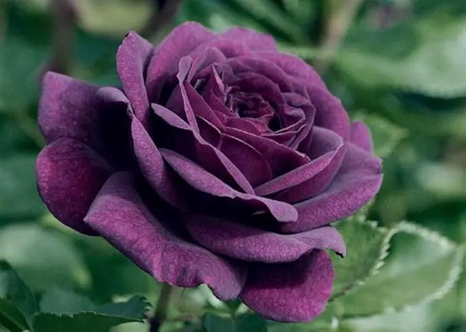 100pcs Pink Climbing Rose Vine Seeds - Amazing Growth and Beautiful Roses - Perennial Heirloom Non-GMO Outdoor by GreenHaven Gardens