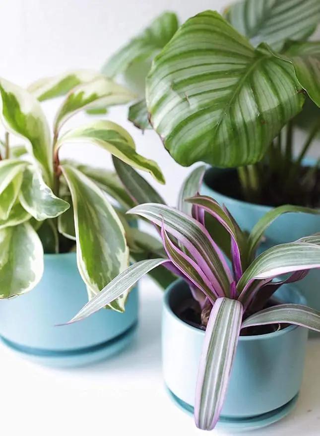 LE TAUCI Ceramic Plant Pots, 4.3+5.3+6.8 inch, Set of 3, Planters with Drainage Hole and Saucer, Indoor Flower Pot with Hole Mesh Pad, Gifts for Mom, Aqua by GreenHaven Gardens