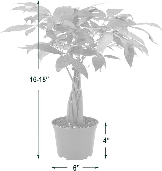 Arcadia Garden Products Money Tree Live Indoor Plant in 6 in. Plastic Grower Pot, Black *Sold by Amazon and Arcadia Garden Products* by GreenHaven Gardens