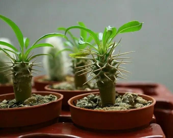 Elevate Your Madagascar Palm Oasis with Gardenera's Organic Potting Mix - Tailored for Robust Palms and Striking Form - 2 Quart by GreenHaven Gardens