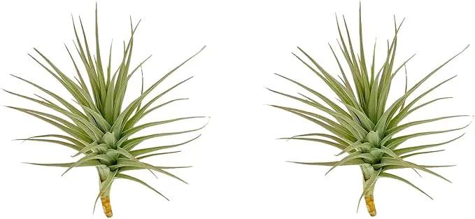 Air Plants - Flowering Tillandsia Lilla Lilac, Large 5" - 3ct - Live Arrival Guaranteed - House Plants for Home Decor & Gift by GreenHaven Gardens