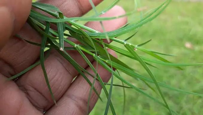 Brownie Brand Majestic Hulled Bermudagrass Seed | Premium Turf Grass for Dense, Drought-Resistant Lawns | Fast-Growing, Heat-Tolerant, Certified Seed for High-Traffic Areas. (5 Pound) by GreenHaven Gardens