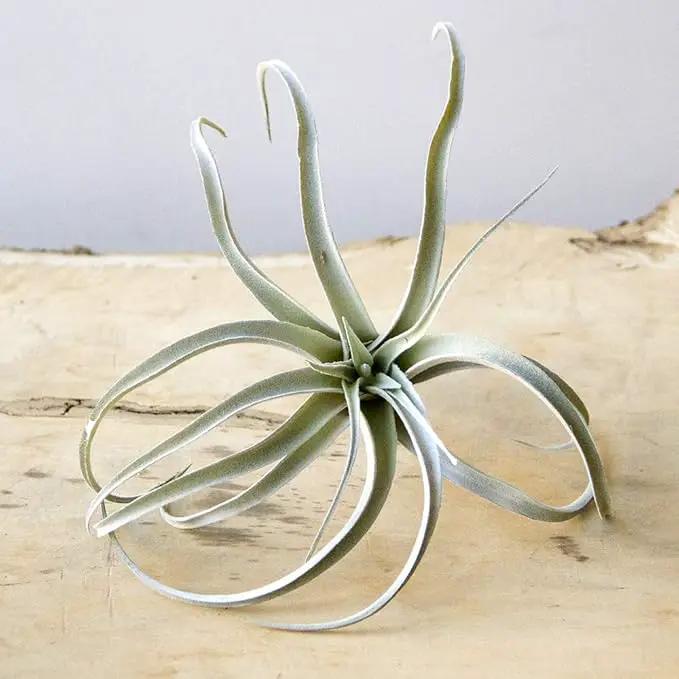 CHIVE Artificial Air Plants — Bulk Set of 5, Large — Ultra Realistic Fake Tillandsia Bromeliad Plants — Decorative Faux Succulents for Home & Office Decor — No Care Needed! by GreenHaven Gardens