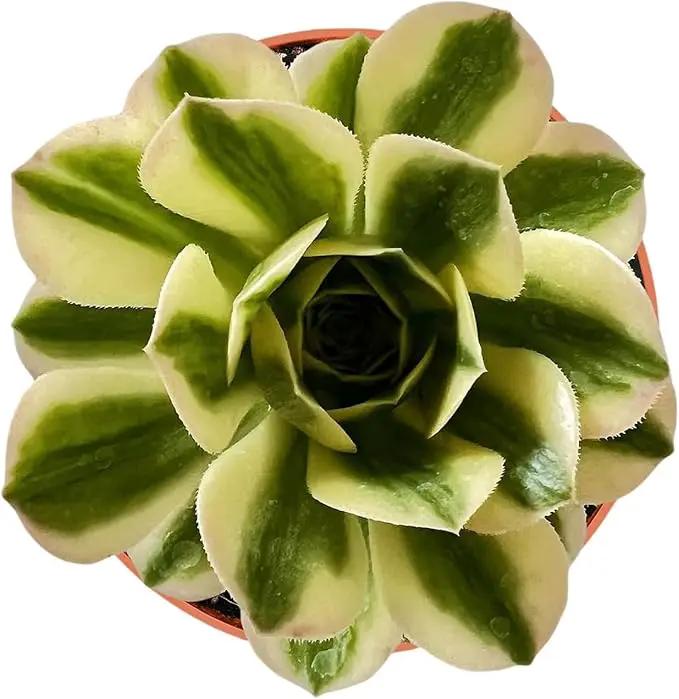 Live Succulents Aeonium 'Mbach' (4-inch), Succulent Plants Fully Rooted in Pots with Soil, Easy-Care House Plant for DIY, Home Office Decor, Wedding Party Favor by GreenHaven Gardens